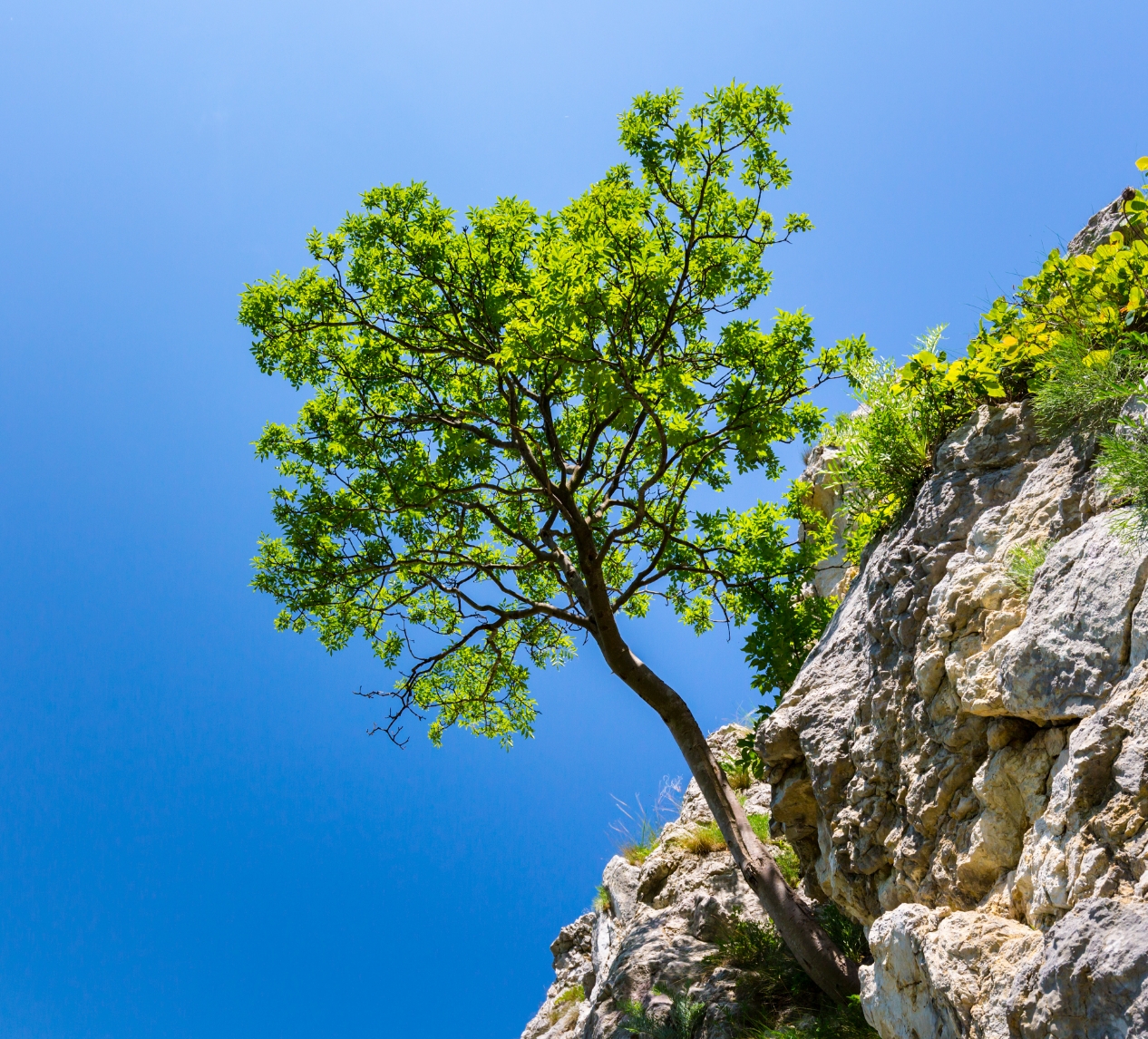 tree growing out of cliff side